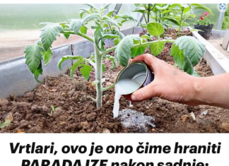 Vrtlari, ovo je onočime hraniti PARADAJZE nakon sadnje: Sipajte ovo na rasadima i imaće više plodova nego listova!