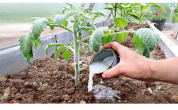 Vrtlari, ovo je onočime hraniti PARADAJZE nakon sadnje: Sipajte ovo na rasadima i imaće više plodova nego listova!