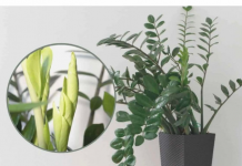 Samo 3 supene kašike i zamiokulkas ćedati PUNO novih listova!