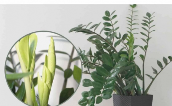 Samo 3 supene kašike i zamiokulkas ćedati PUNO novih listova!