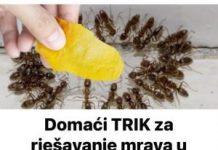 Domaći TRIK za rješavanje mrava u vikendici i vrtu: Samo ga stavim na zemlju i sutradan mrava nema!