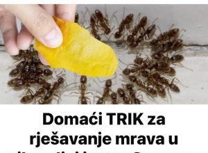 Domaći TRIK za rješavanje mrava u vikendici i vrtu: Samo ga stavim na zemlju i sutradan mrava nema!
