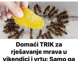 Domaći TRIK za rješavanje mrava u vikendici i vrtu: Samo ga stavim na zemlju i sutradan mrava nema!