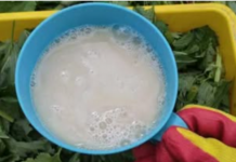 Nakon ovoga, krastavci, paradajz i paprike rastu kao požar: Ljeti samo prelijte ovo čudo direktno na korijenje i nećete prepoznati svoj urod!