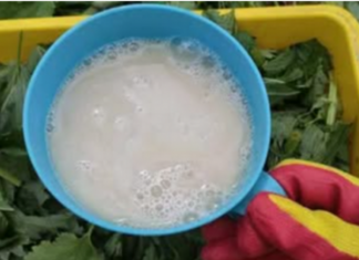 Nakon ovoga, krastavci, paradajz i paprike rastu kao požar: Ljeti samo prelijte ovo čudo direktno na korijenje i nećete prepoznati svoj urod!