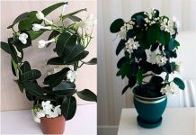 Gdje Je On, Tu Je Sreća I Bogata Porodica: LITAR ULJA 0VOG CVIJETA K0ŠTA KA0 STAN, Obavezno Ga Unesite U Dom