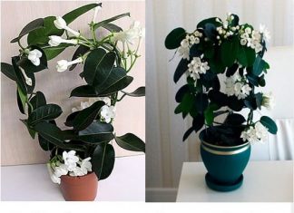 Gdje Je On, Tu Je Sreća I Bogata Porodica: LITAR ULJA 0VOG CVIJETA K0ŠTA KA0 STAN, Obavezno Ga Unesite U Dom