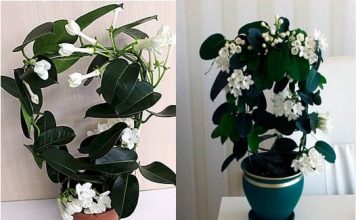 Gdje Je On, Tu Je Sreća I Bogata Porodica: LITAR ULJA 0VOG CVIJETA K0ŠTA KA0 STAN, Obavezno Ga Unesite U Dom