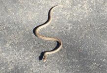 “POJAVI SE SAMO JEDNOM U ŽIVOTU: Zmija čuvarkuća nosi PORUKU SUDBINE – nikada je ne smijete ubiti!”