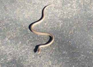 “POJAVI SE SAMO JEDNOM U ŽIVOTU: Zmija čuvarkuća nosi PORUKU SUDBINE – nikada je ne smijete ubiti!”