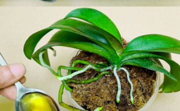 Sipajte samo jednom! Najslabija orhideja momentalno postaje jaka i cvjeta cijelu godinu…..FOTO