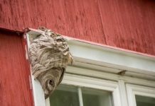 Zavlače se u kuće, napadaju iznenada, a mogu izazvati ozbiljne posledice po zdravlje! Vladica upozorio: Više nisu zmije problem, ovo je nova “letnja pretnja”