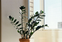 Zamija se ne stavlja bilo gdje: Samo jedno mjesto u domu privlači novac i sreću