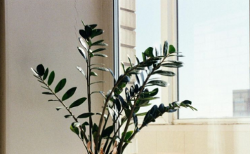 Zamija se ne stavlja bilo gdje: Samo jedno mjesto u domu privlači novac i sreću