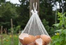 Ne Bacajte Ljuske od Jaja! Obesite ih u Bašti – Razlog će vas iznenaditi! Ne Bacajte Ljuske od Jaja! Obesite ih u Bašti – Razlog će vas iznenaditi! - featured image