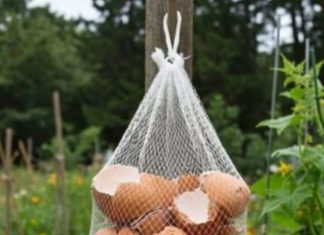 Ne Bacajte Ljuske od Jaja! Obesite ih u Bašti – Razlog će vas iznenaditi! Ne Bacajte Ljuske od Jaja! Obesite ih u Bašti – Razlog će vas iznenaditi! - featured image