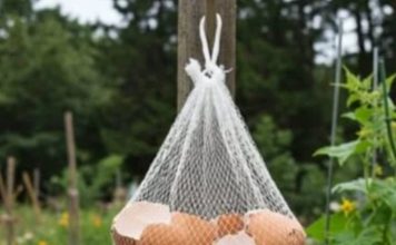 Ne Bacajte Ljuske od Jaja! Obesite ih u Bašti – Razlog će vas iznenaditi! Ne Bacajte Ljuske od Jaja! Obesite ih u Bašti – Razlog će vas iznenaditi! - featured image