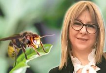Doktorka upozorava: Ovi tihi simptomi nakon ujeda pčele, ose ili stršljena mogu biti SMRTONOSNI! Evo šta ODMAH treba da uradite!