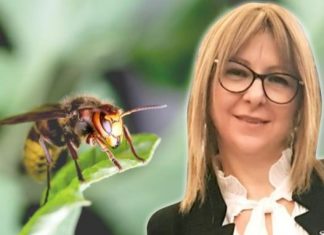 Doktorka upozorava: Ovi tihi simptomi nakon ujeda pčele, ose ili stršljena mogu biti SMRTONOSNI! Evo šta ODMAH treba da uradite!