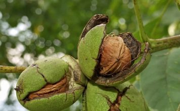 Mladi orah liječi plućne i kožne bolesti, čisti krv, poboljšava vid, jača mišiće Mladi orah liječi plućne i kožne bolesti, čisti krv, poboljšava vid, jača mišiće - featured image
