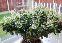 Čak ni svekrva nije slutila da može tako lijepo da procvjeta: Bilo je dovoljno da ovo sipate pravo u KRASULU i komorač je procvjetao za sedam dana! Čak ni svekrva nije slutila da može tako lijepo da procvjeta: Bilo je dovoljno da ovo sipate pravo u KRASULU i komorač je procvjetao za sedam dana! - featured image