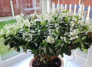 Čak ni svekrva nije slutila da može tako lijepo da procvjeta: Bilo je dovoljno da ovo sipate pravo u KRASULU i komorač je procvjetao za sedam dana! Čak ni svekrva nije slutila da može tako lijepo da procvjeta: Bilo je dovoljno da ovo sipate pravo u KRASULU i komorač je procvjetao za sedam dana! - featured image