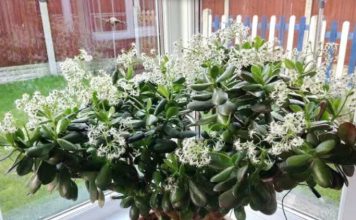 Čak ni svekrva nije slutila da može tako lijepo da procvjeta: Bilo je dovoljno da ovo sipate pravo u KRASULU i komorač je procvjetao za sedam dana! Čak ni svekrva nije slutila da može tako lijepo da procvjeta: Bilo je dovoljno da ovo sipate pravo u KRASULU i komorač je procvjetao za sedam dana! - featured image