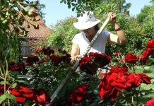 CRNA BILJKA KOJA NOSI NESREĆU: Ako vam je poklone, odmah je izbacite iz kuće – donosi smrt! Veruje se da ova biljka donosi smrt: Nikada je ne sadite, a ako je dobijete na poklon – odmah je bacite iz kuće! - featured image