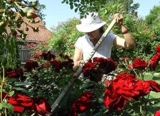 CRNA BILJKA KOJA NOSI NESREĆU: Ako vam je poklone, odmah je izbacite iz kuće – donosi smrt! Veruje se da ova biljka donosi smrt: Nikada je ne sadite, a ako je dobijete na poklon – odmah je bacite iz kuće! - featured image