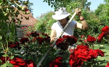 CRNA BILJKA KOJA NOSI NESREĆU: Ako vam je poklone, odmah je izbacite iz kuće – donosi smrt! Veruje se da ova biljka donosi smrt: Nikada je ne sadite, a ako je dobijete na poklon – odmah je bacite iz kuće! - featured image