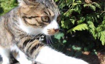 NEPOZNATA MAČKA VAM SE POJAVILA NA KUĆNOM PRAGU? INDIJSKO VJEROVANJE UPOZORAVA: “U toj kući će uskoro biti…” NEPOZNATA MAČKA VAM SE POJAVILA NA KUĆNOM PRAGU? INDIJSKO VJEROVANJE UPOZORAVA: “U toj kući će uskoro biti…” - featured image