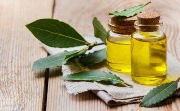 NARODNI RECEPT KOJI SVI HVALE: Lovor i maslinovo ulje spas za vene, zglobove i cijeli organizam! LOVOR I MASLINOVO ULJE: Za proširene vene, bolne zglobove i jačanje imuniteta - featured image