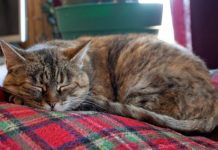 Nevjerovatno, ali istinito: Mačka prepoznaje bolesti i pomaže ti da ozdraviš! Nevjerovatno, ali istinito: Mačka prepoznaje bolesti i pomaže ti da ozdraviš! - featured image