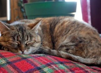 Nevjerovatno, ali istinito: Mačka prepoznaje bolesti i pomaže ti da ozdraviš! Nevjerovatno, ali istinito: Mačka prepoznaje bolesti i pomaže ti da ozdraviš! - featured image