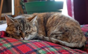 Nevjerovatno, ali istinito: Mačka prepoznaje bolesti i pomaže ti da ozdraviš! Nevjerovatno, ali istinito: Mačka prepoznaje bolesti i pomaže ti da ozdraviš! - featured image