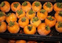 NE VOLITE JAPANSKE JABUKE? PROMIJENIT ĆETE MIŠLJENJE KAD PROČITATE KOLIKO SU DOBRE ZA ZDRAVLJE NE VOLITE JAPANSKE JABUKE? PROMIJENIT ĆETE MIŠLJENJE KAD PROČITATE KOLIKO SU DOBRE ZA ZDRAVLJE - featured image