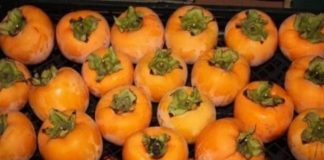 NE VOLITE JAPANSKE JABUKE? PROMIJENIT ĆETE MIŠLJENJE KAD PROČITATE KOLIKO SU DOBRE ZA ZDRAVLJE NE VOLITE JAPANSKE JABUKE? PROMIJENIT ĆETE MIŠLJENJE KAD PROČITATE KOLIKO SU DOBRE ZA ZDRAVLJE - featured image