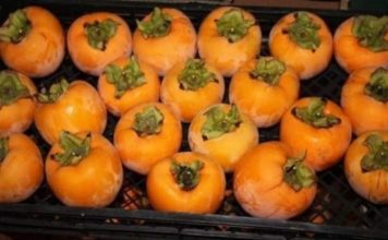 NE VOLITE JAPANSKE JABUKE? PROMIJENIT ĆETE MIŠLJENJE KAD PROČITATE KOLIKO SU DOBRE ZA ZDRAVLJE NE VOLITE JAPANSKE JABUKE? PROMIJENIT ĆETE MIŠLJENJE KAD PROČITATE KOLIKO SU DOBRE ZA ZDRAVLJE - featured image