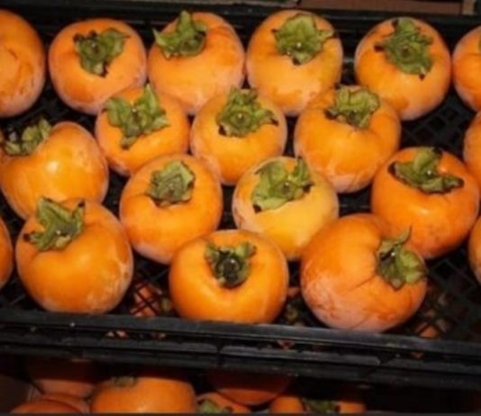 NE VOLITE JAPANSKE JABUKE? PROMIJENIT ĆETE MIŠLJENJE KAD PROČITATE KOLIKO SU DOBRE ZA ZDRAVLJE NE VOLITE JAPANSKE JABUKE? PROMIJENIT ĆETE MIŠLJENJE KAD PROČITATE KOLIKO SU DOBRE ZA ZDRAVLJE - featured image