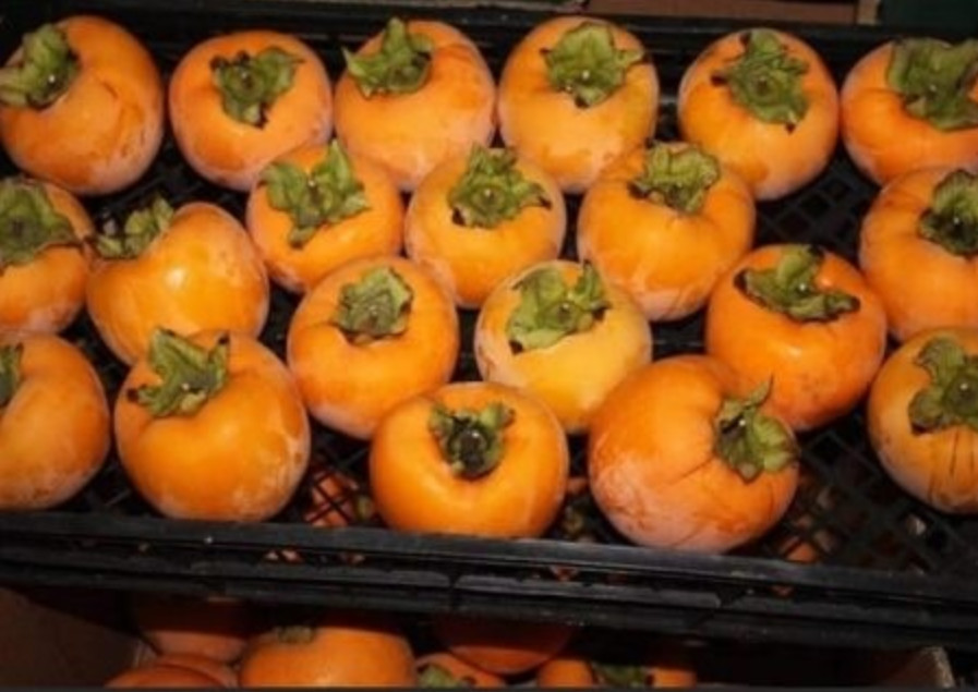 NE VOLITE JAPANSKE JABUKE? PROMIJENIT ĆETE MIŠLJENJE KAD PROČITATE KOLIKO SU DOBRE ZA ZDRAVLJE - featured image NE VOLITE JAPANSKE JABUKE? PROMIJENIT ĆETE MIŠLJENJE KAD PROČITATE KOLIKO SU DOBRE ZA ZDRAVLJE - featured image