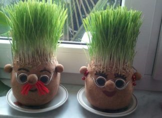 Ako se božićna pšenica P0SADI NA 0VAJ DAN, kuća će biti blagoslovena cijele godine- URADITE TO NA VREME… Ako se božićna pšenica P0SADI NA 0VAJ DAN, kuća će biti blagoslovena cijele godine- URADITE TO NA VREME… - featured image