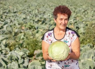 Ovako Slobodanka iz Futoga kiseli kupus: “Ljudi najčešće greše sa količinom soli,” Ovako Slobodanka iz Futoga kiseli kupus: "Ljudi najčešće greše sa količinom soli," - featured image