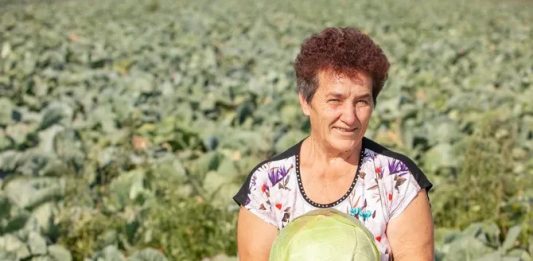 Ovako Slobodanka iz Futoga kiseli kupus: “Ljudi najčešće greše sa količinom soli,” Ovako Slobodanka iz Futoga kiseli kupus: "Ljudi najčešće greše sa količinom soli," - featured image