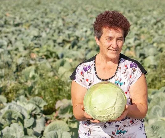 Ovako Slobodanka iz Futoga kiseli kupus: “Ljudi najčešće greše sa količinom soli,” Ovako Slobodanka iz Futoga kiseli kupus: "Ljudi najčešće greše sa količinom soli," - featured image