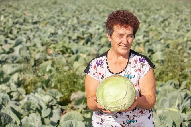 Ovako Slobodanka iz Futoga kiseli kupus: Ovako Slobodanka iz Futoga kiseli kupus: