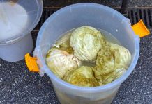 Ako se uhvati bijela skrama morate ga baciti? 3 najčešće greške zbog kojih se kiseli kupus pokvari Ako se uhvati bijela skrama morate ga baciti? 3 najčešće greške zbog kojih se kiseli kupus pokvari - featured image