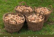 Djed ga je uvijek bacao u vreću s krompirom i trajali su do sljedeće žetve: Nijedan nije proklijao! Djed ga je uvijek bacao u vreću s krompirom i trajali su do sljedeće žetve: Nijedan nije proklijao! - featured image