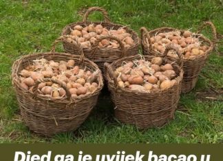 Djed ga je uvijek bacao u vreću s krompirom i trajali su do sljedeće žetve: Nijedan nije proklijao! Djed ga je uvijek bacao u vreću s krompirom i trajali su do sljedeće žetve: Nijedan nije proklijao! - featured image