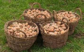 Djed ga je uvijek bacao u vreću s krompirom i trajali su do sljedeće žetve: Nijedan nije proklijao! Djed ga je uvijek bacao u vreću s krompirom i trajali su do sljedeće žetve: Nijedan nije proklijao! - featured image