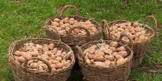 Djed ga je uvijek bacao u vreću s krompirom i trajali su do sljedeće žetve: Nijedan nije proklijao! Djed ga je uvijek bacao u vreću s krompirom i trajali su do sljedeće žetve: Nijedan nije proklijao! - featured image